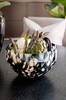 Kulho Oyster